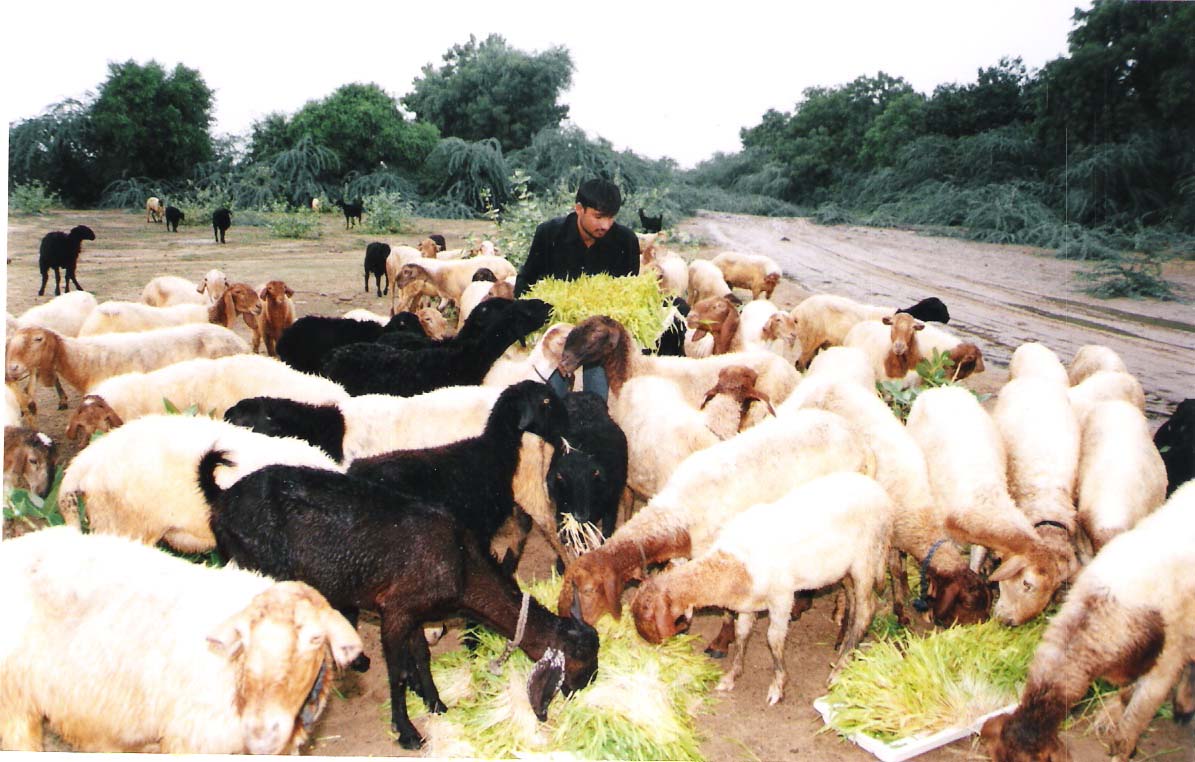 Goat_feeding